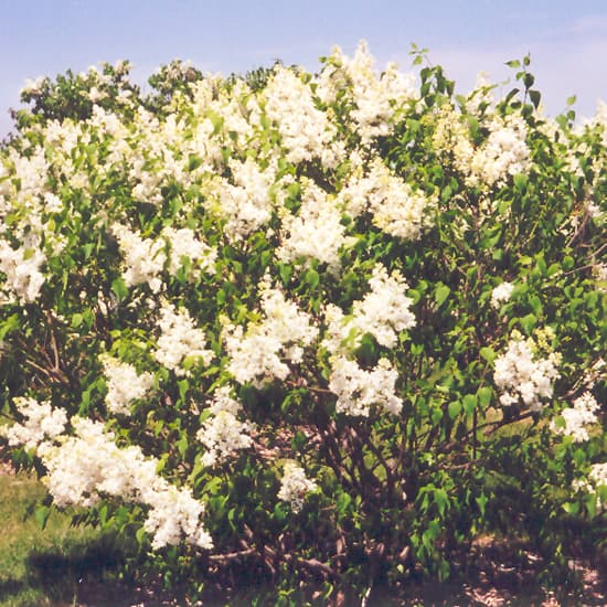 NetPS Plant Finder (www.netpsplantfinder.com)