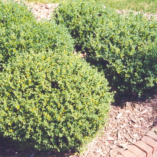 NetPS Plant Finder (www.netpsplantfinder.com)