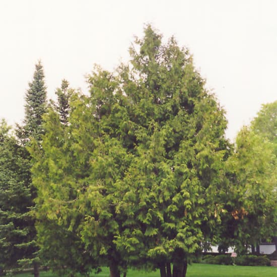 Arborvitae Anna Magic Ball