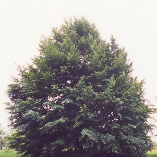 Beech Dawycki Purple