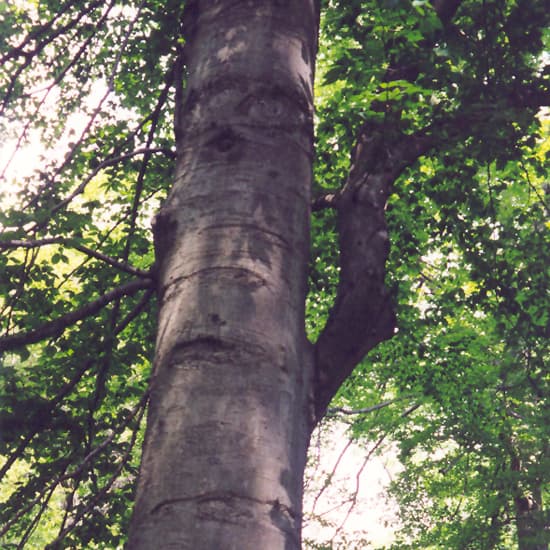 NetPS Plant Finder (www.netpsplantfinder.com)