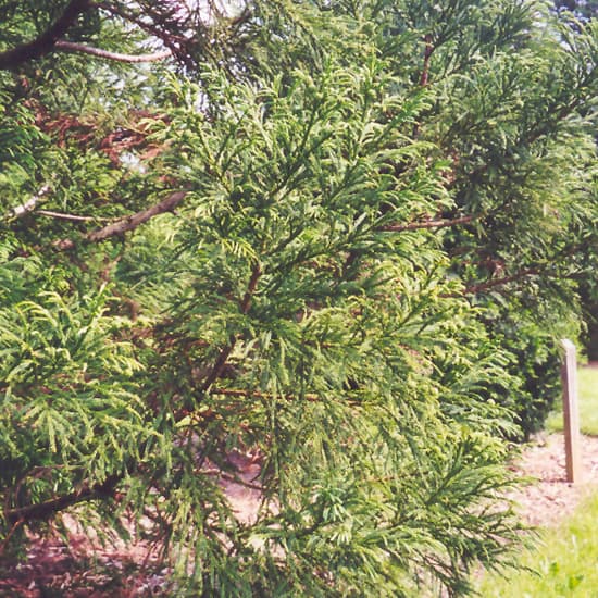 NetPS Plant Finder (www.netpsplantfinder.com)