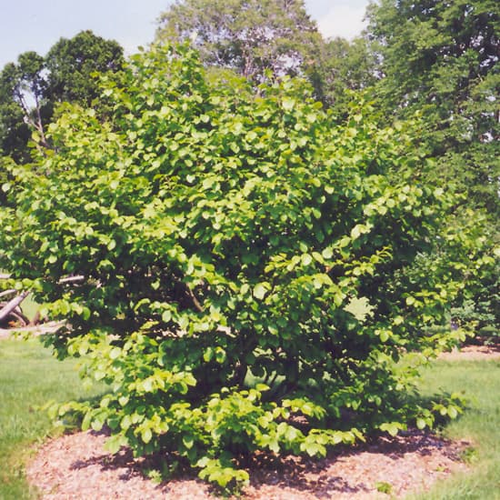 NetPS Plant Finder (www.netpsplantfinder.com)