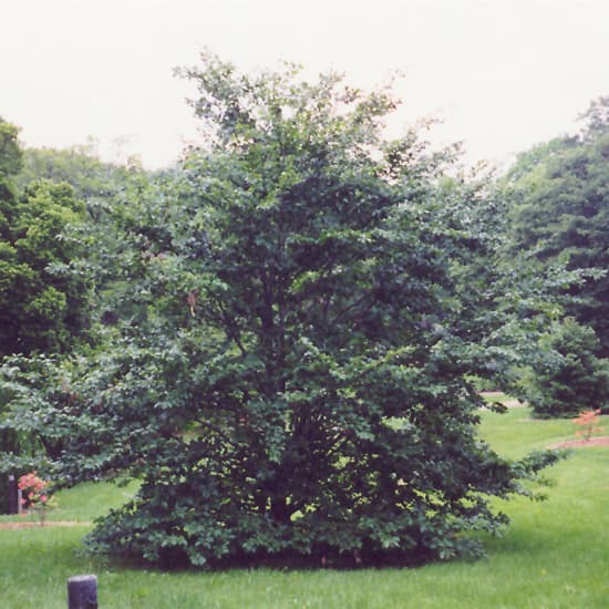 Beech American