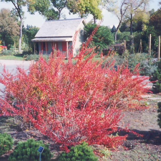 NetPS Plant Finder (www.netpsplantfinder.com)