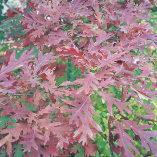 NetPS Plant Finder (www.netpsplantfinder.com)