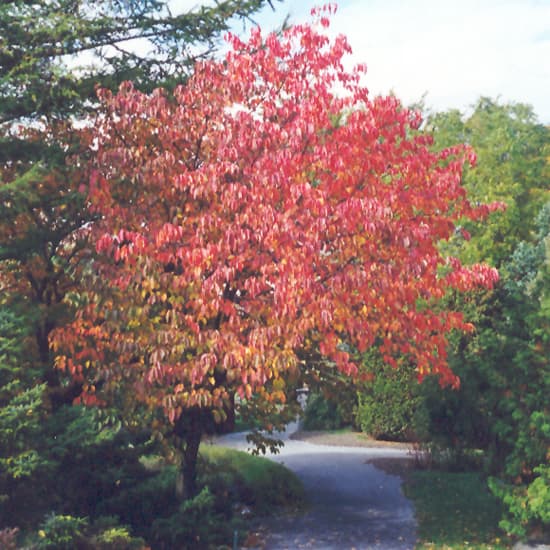 NetPS Plant Finder (www.netpsplantfinder.com)