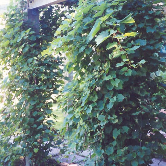 NetPS Plant Finder (www.netpsplantfinder.com)