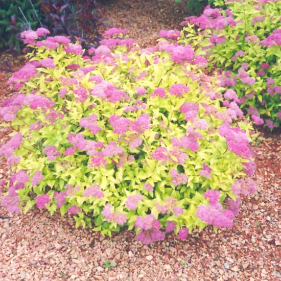 NetPS Plant Finder (www.netpsplantfinder.com)