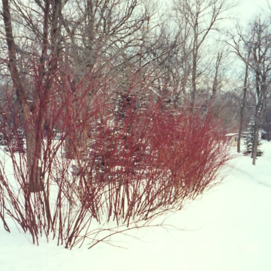 NetPS Plant Finder (www.netpsplantfinder.com)