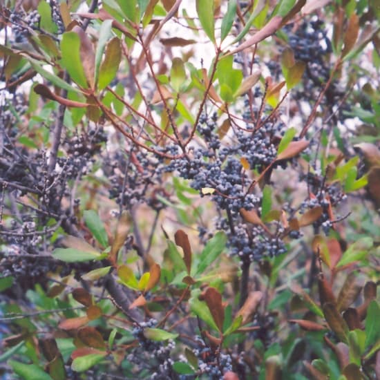 NetPS Plant Finder (www.netpsplantfinder.com)