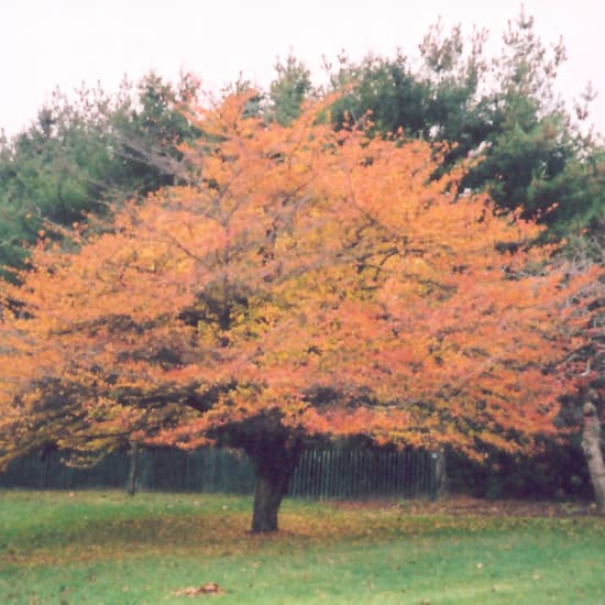 NetPS Plant Finder (www.netpsplantfinder.com)