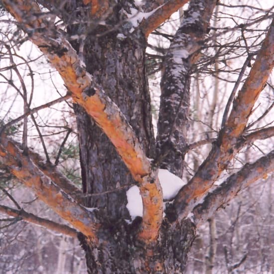 NetPS Plant Finder (www.netpsplantfinder.com)