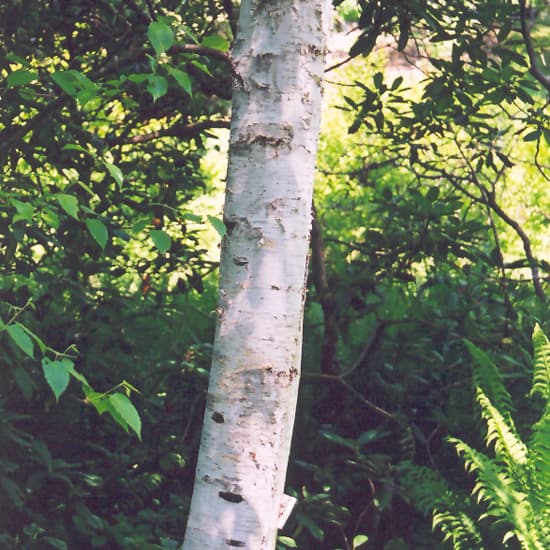 NetPS Plant Finder (www.netpsplantfinder.com)