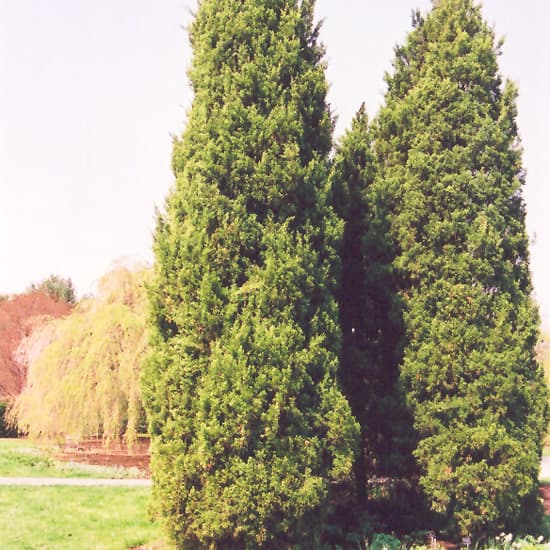 Juniper Cupressifolia
