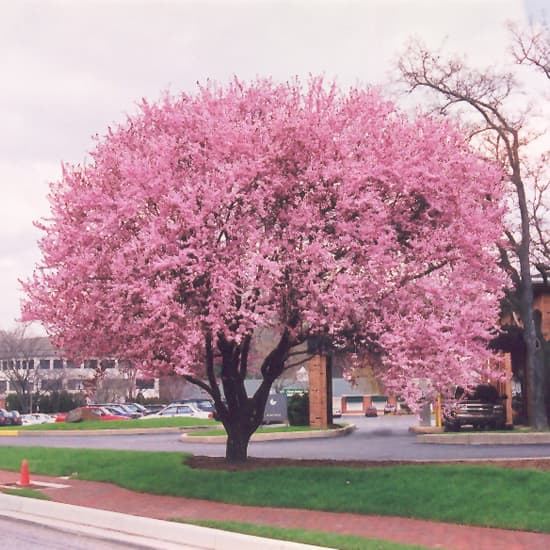 NetPS Plant Finder (www.netpsplantfinder.com)