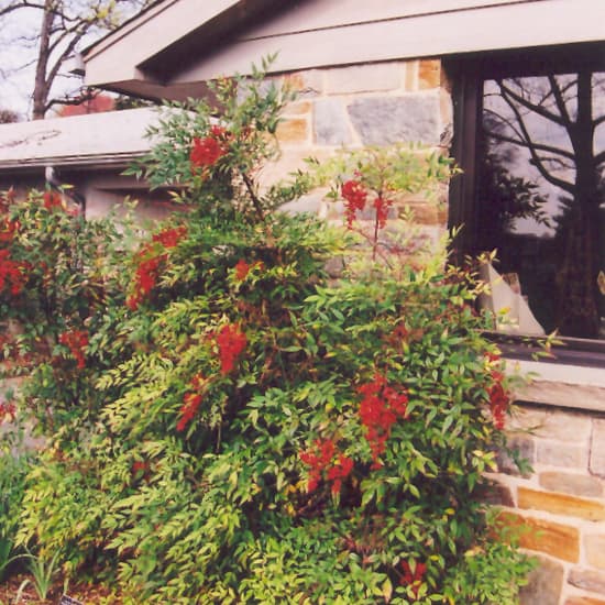 NetPS Plant Finder (www.netpsplantfinder.com)