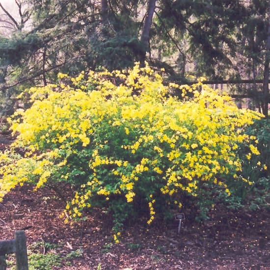 NetPS Plant Finder (www.netpsplantfinder.com)