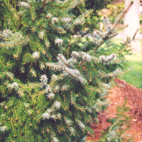 NetPS Plant Finder (www.netpsplantfinder.com)