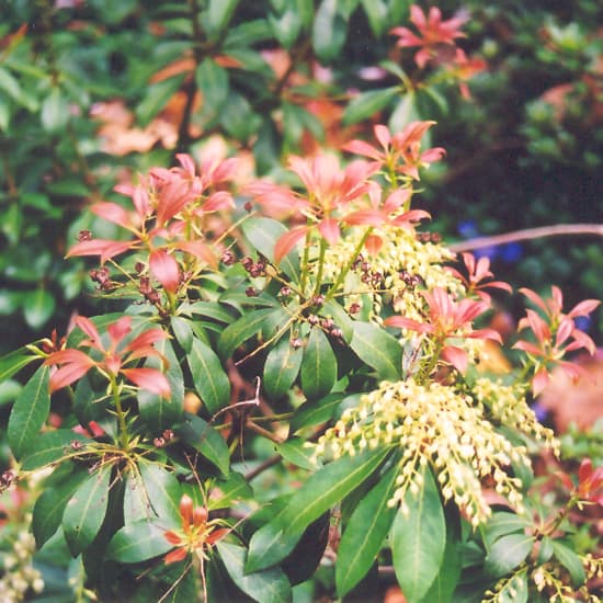 NetPS Plant Finder (www.netpsplantfinder.com)