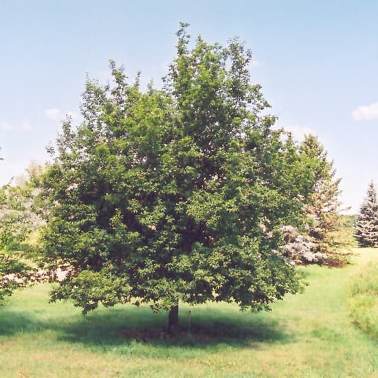 NetPS Plant Finder (www.netpsplantfinder.com)