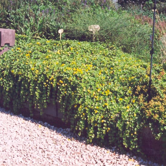 NetPS Plant Finder (www.netpsplantfinder.com)