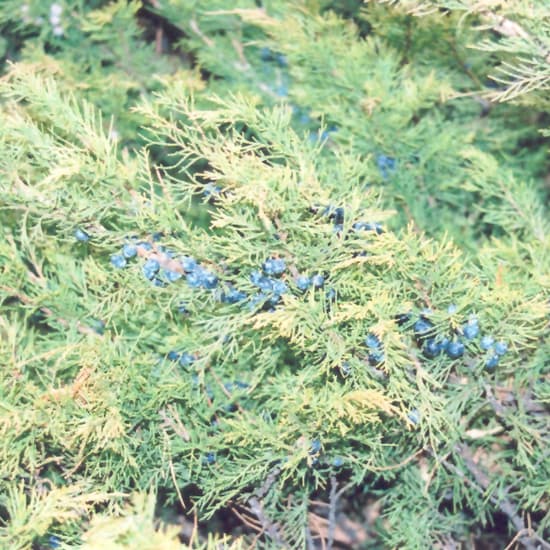 NetPS Plant Finder (www.netpsplantfinder.com)