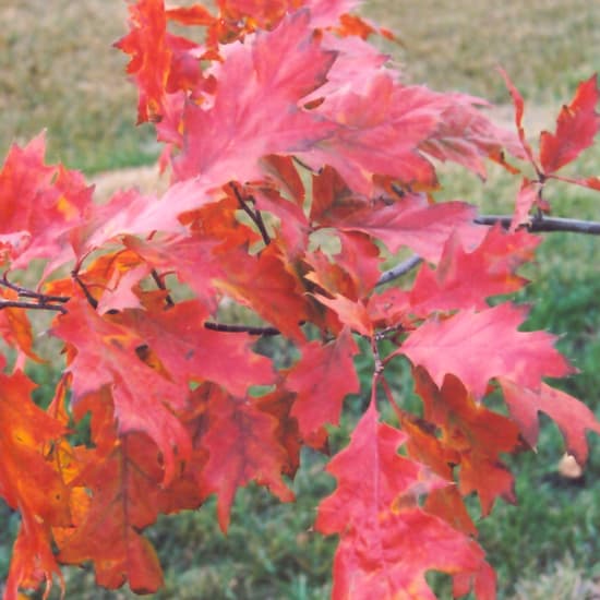 NetPS Plant Finder (www.netpsplantfinder.com)