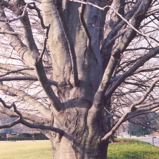 NetPS Plant Finder (www.netpsplantfinder.com)