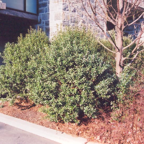 NetPS Plant Finder (www.netpsplantfinder.com)