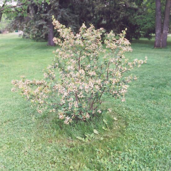 NetPS Plant Finder (www.netpsplantfinder.com)