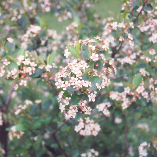 NetPS Plant Finder (www.netpsplantfinder.com)