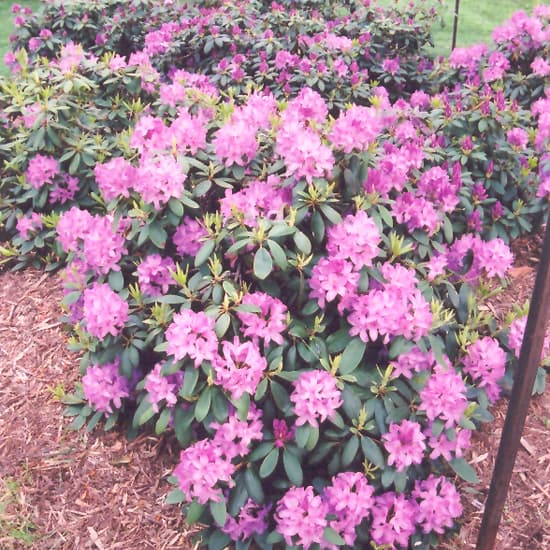 NetPS Plant Finder (www.netpsplantfinder.com)