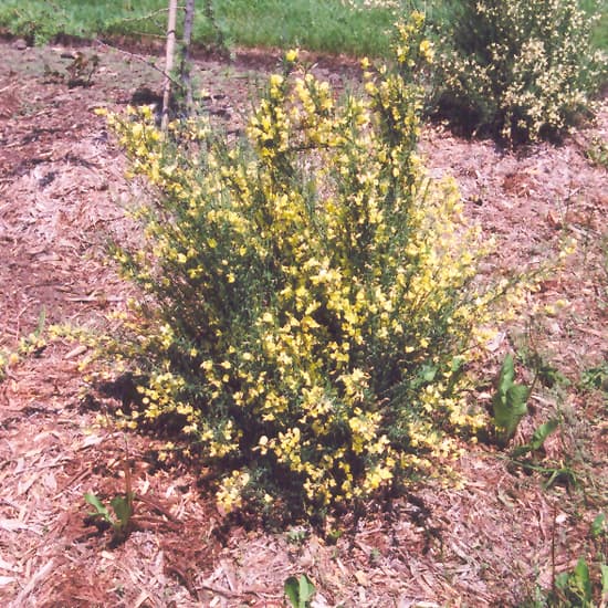 NetPS Plant Finder (www.netpsplantfinder.com)