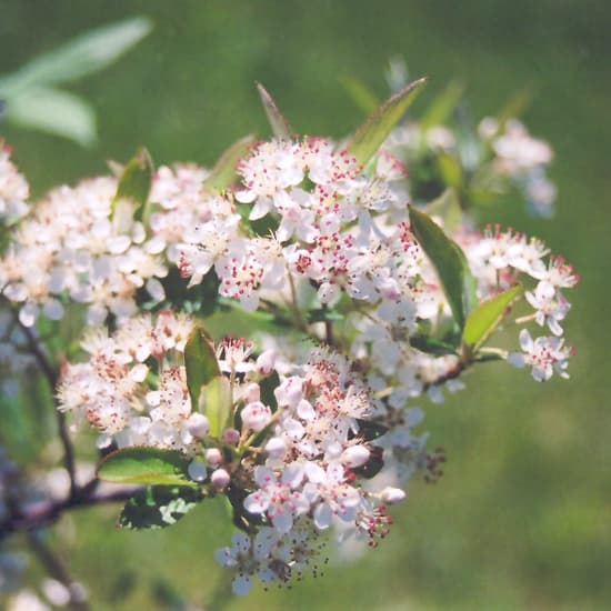 NetPS Plant Finder (www.netpsplantfinder.com)