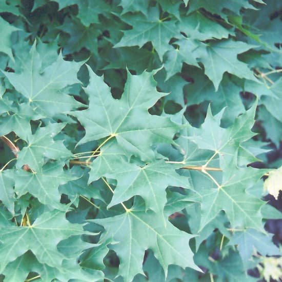 NetPS Plant Finder (www.netpsplantfinder.com)