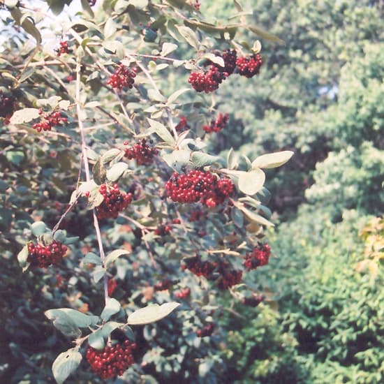 NetPS Plant Finder (www.netpsplantfinder.com)