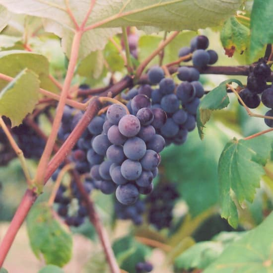 Common Grape Vine