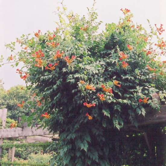 NetPS Plant Finder (www.netpsplantfinder.com)