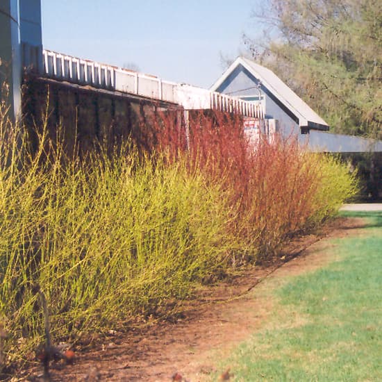 NetPS Plant Finder (www.netpsplantfinder.com)