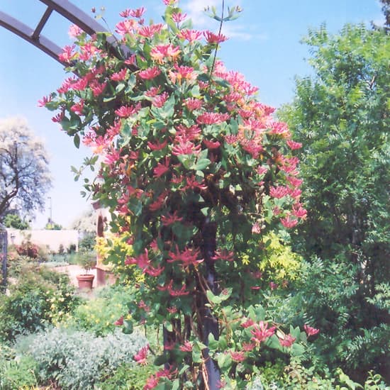 NetPS Plant Finder (www.netpsplantfinder.com)