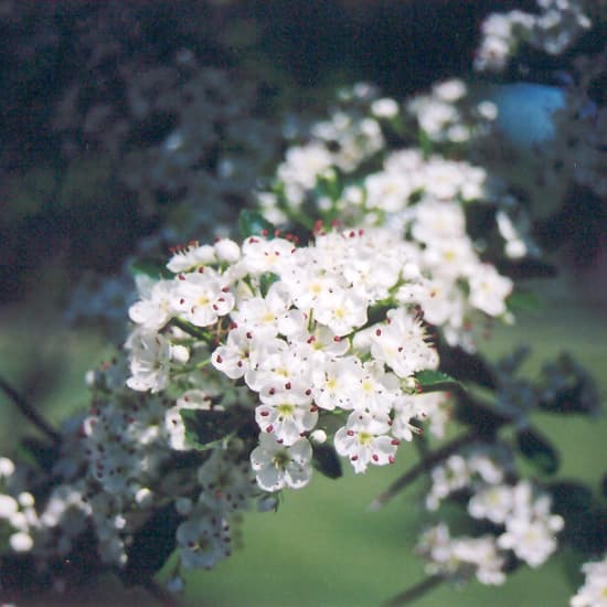 Hawthorne Cockspur
