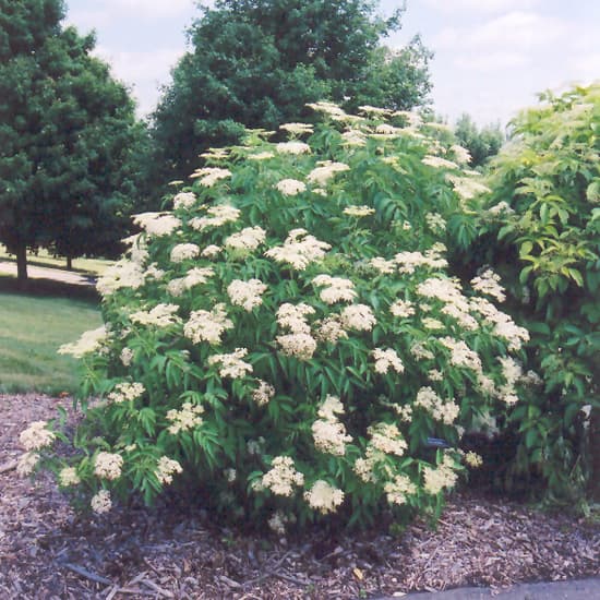 NetPS Plant Finder (www.netpsplantfinder.com)