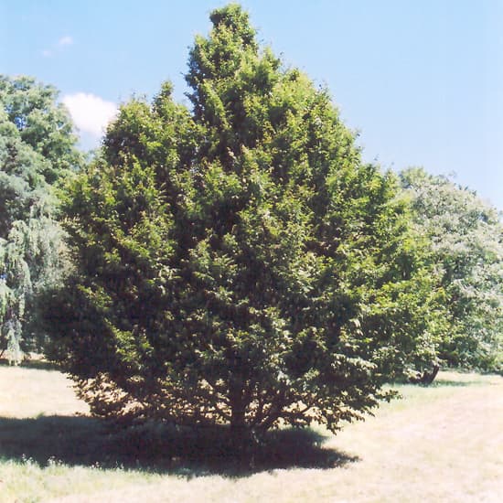 NetPS Plant Finder (www.netpsplantfinder.com)