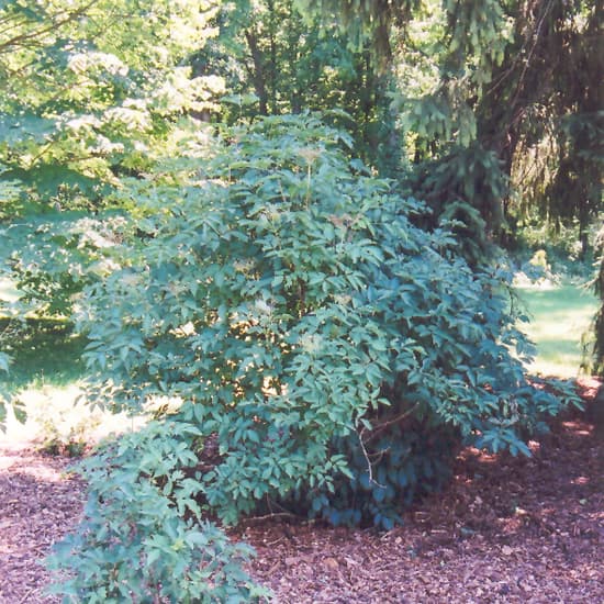 NetPS Plant Finder (www.netpsplantfinder.com)