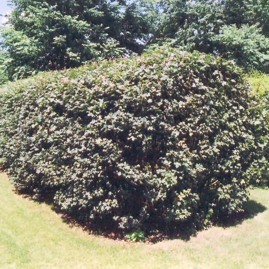 NetPS Plant Finder (www.netpsplantfinder.com)