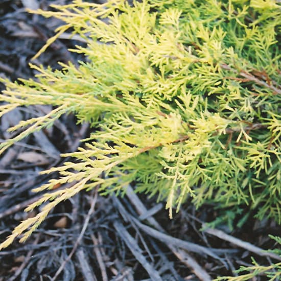 NetPS Plant Finder (www.netpsplantfinder.com)