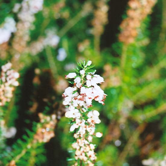 NetPS Plant Finder (www.netpsplantfinder.com)