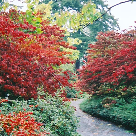 NetPS Plant Finder (www.netpsplantfinder.com)