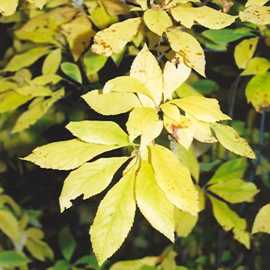 NetPS Plant Finder (www.netpsplantfinder.com)